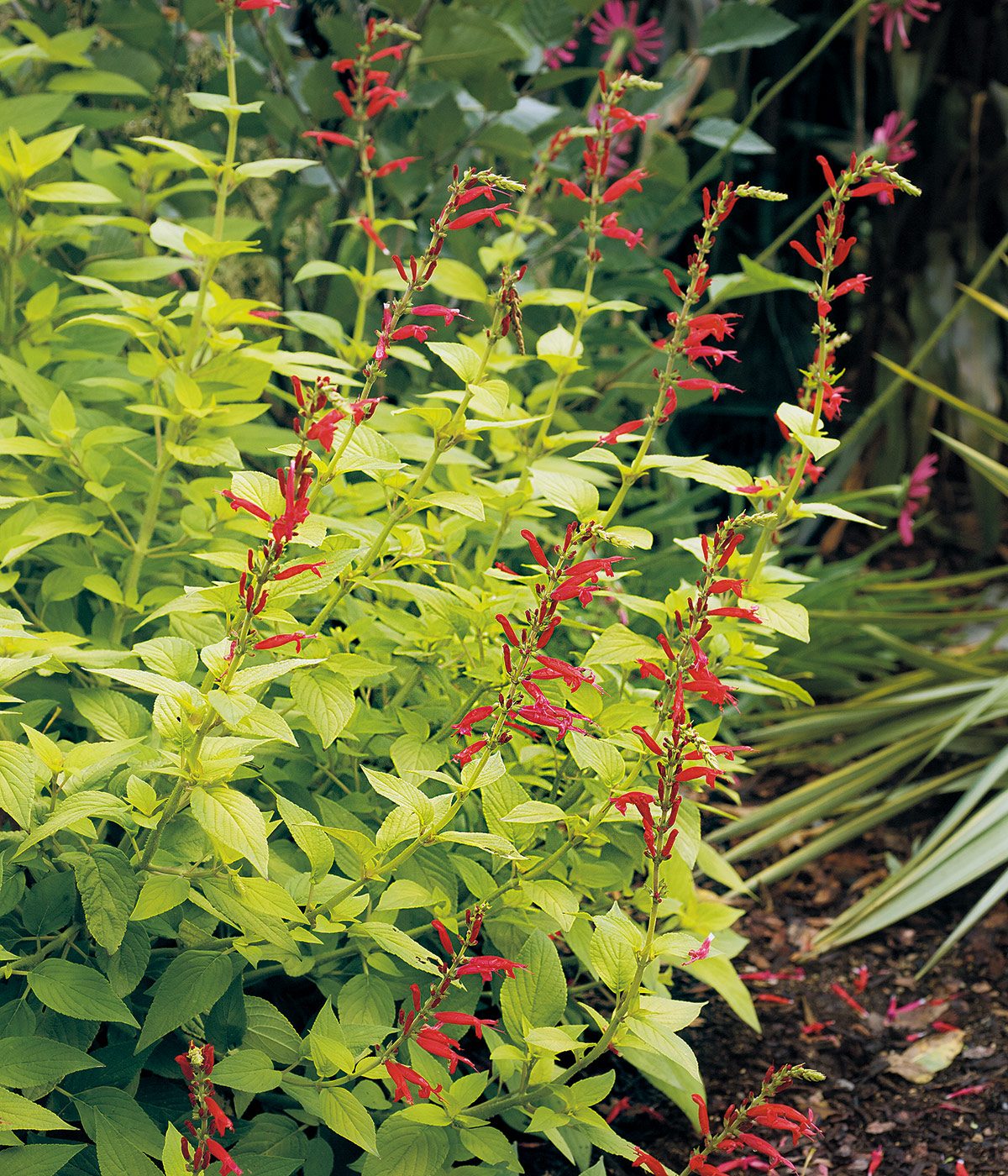 Golden Delicious pineapple sage in bloom: 'Golden Delicious' pineapple sage adds dazzling gold foliage and bright red tubular blooms to the late-season garden.