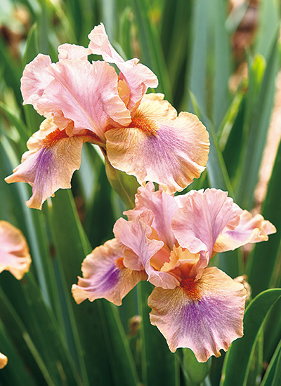 ‘Lakota’ intermediate bearded iris (Iris hybrid)