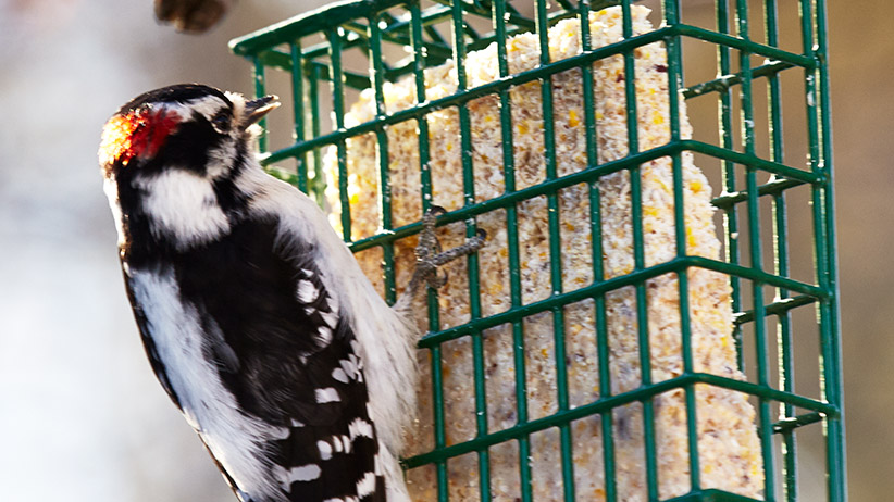 pj-suet-recipes-pv