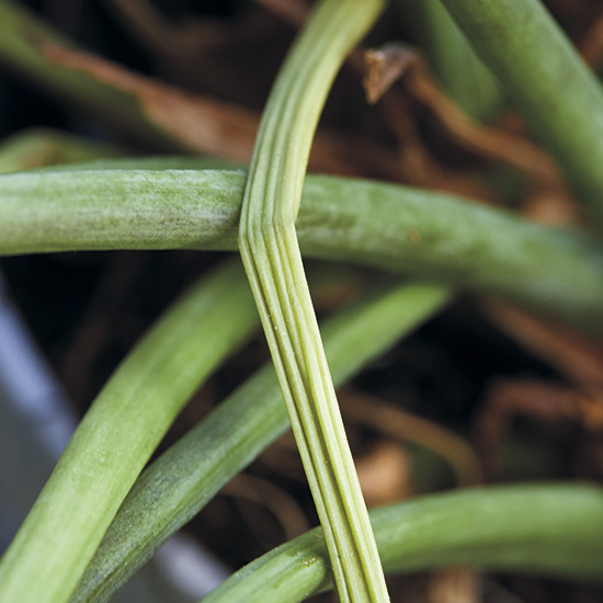 Close up of shriveled stems on a ZZ plant: Close up of shriveled stems of ZZ plant due to overwatering.