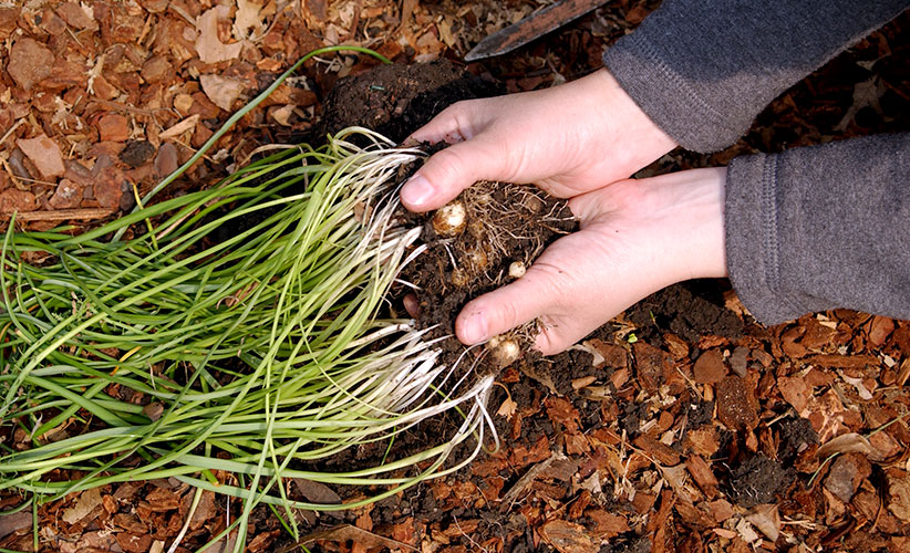 how to save grape hyacinth bulbs