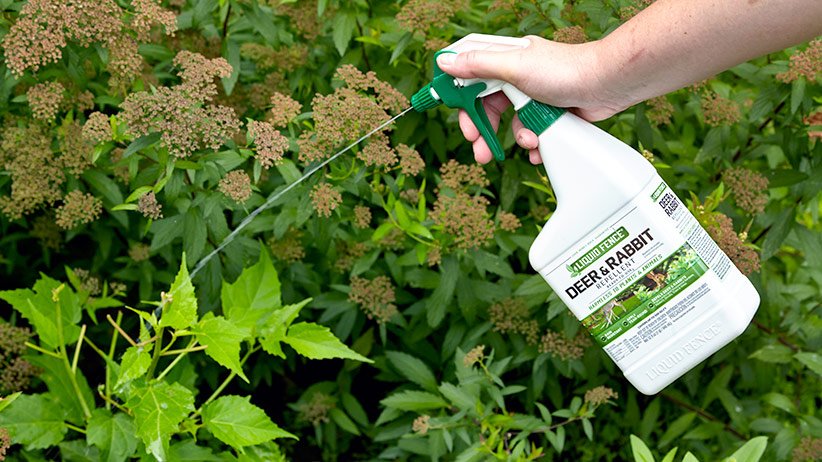 Deter Deer In Your Garden With These Deer Control Products