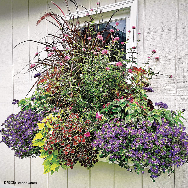 Leanne James Container challenge entry: A flowery windowbox brings color up at eye level.