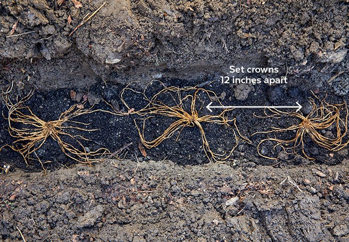 asparagus-plant-crowns-12-inches-apart: Plant asparagus crowns 12 inches apart.