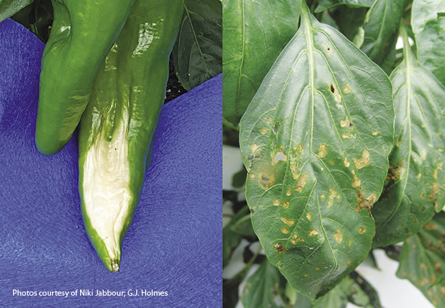 Pepper with Sunscald and bacterial leaf spot: Sunscald appears as papery patches on your peppers (left). Bacterial leaf spot causes leaf loss and stunted or deformed peppers (right).