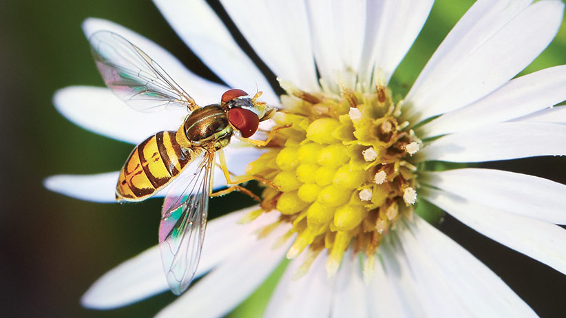 Close up of Flower fly on a white flower: Have you seen these colorful flower flies in your garden? They are actually pollinators!