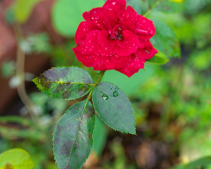 Black spot on the leaves of a rose: Black spot is a common fungal disease that affects roses.