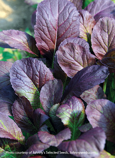 Mustard greens