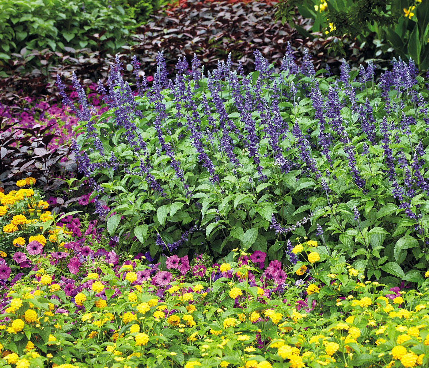 Mystic Spires mealycup sage planted in mass: Combine tender sages with other reblooming annuals like daisy-shaped petunias (Petunia hybrids) and round lantanas (Lantana camara) that contrast nicely in shape; all can thrive in the same sunny conditions.