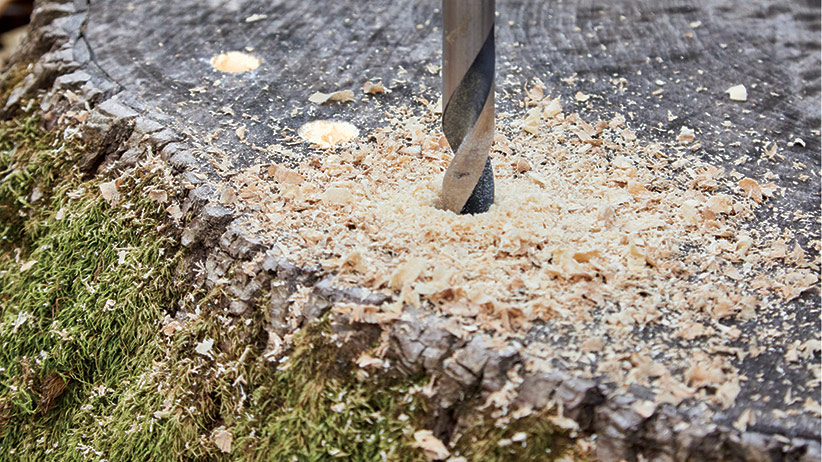 Drilling a stump: Make a stump rot faster by drilling holes in it and adding a rotting agent.