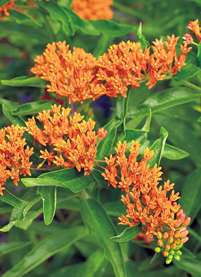 Butterfly weed (Asclepias tuberosa)