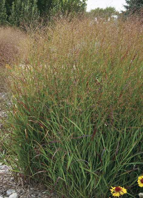 ‘Shenandoah’ switchgrass (Panicum virgatum)