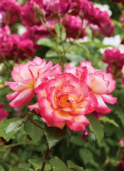Rainbow Sorbet™ rose (Rosa hybrid)