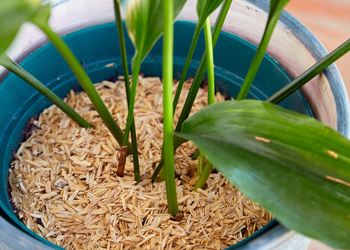 Rice hulls on houseplant soil to reduce fungus gnats: Rice hulls can be found at garden centers or online with home-brewing supplies.