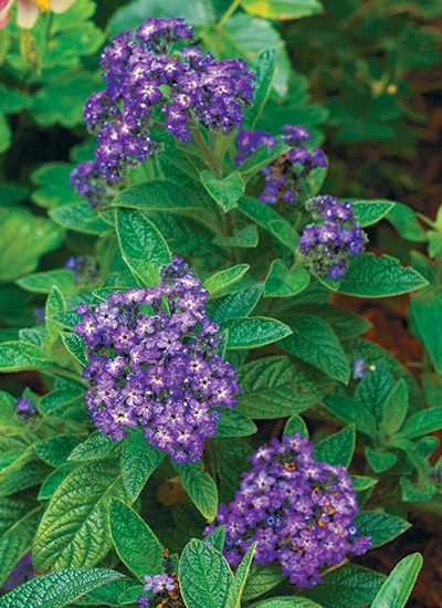 Heliotrope (Heliotropium arborescens)