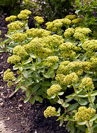 ‘Lemonjade’ tall sedum (Sedum hybrid)