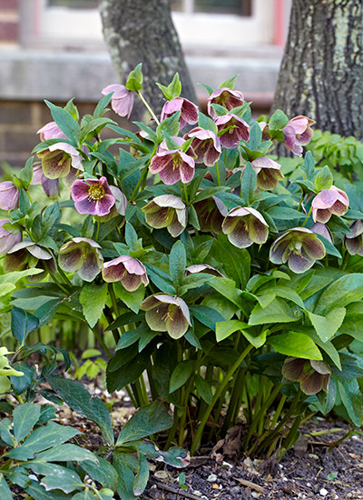 Hellebore (Helleborus spp. and hybrids)