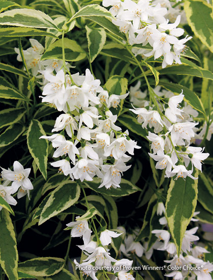 Deutzia (Deutzia gracilis Crème Fraiche®)