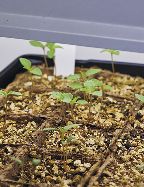 Start celosia from seed 5:Set the tray of seedlings under lights that are 6 in. above the foliage and move it up as the plants grow.