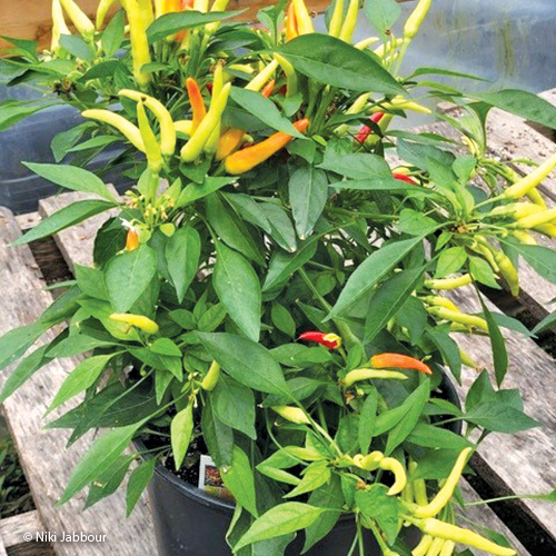 Basket of Fire pepper by Niki Jabbour