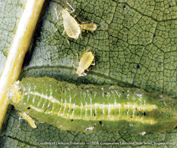 flower fly larvae feeding on aphids: Flower fly grubs feed on aphids.