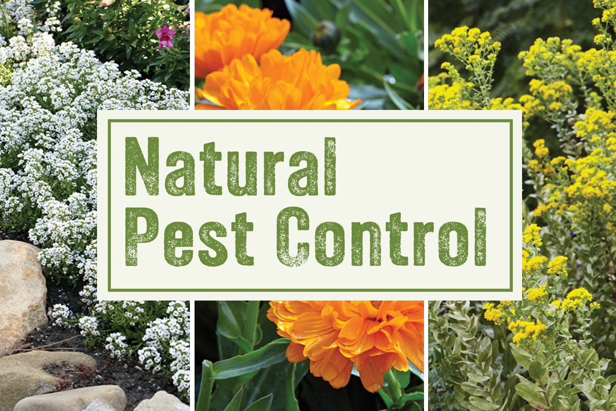 Natural-pest-Control-header