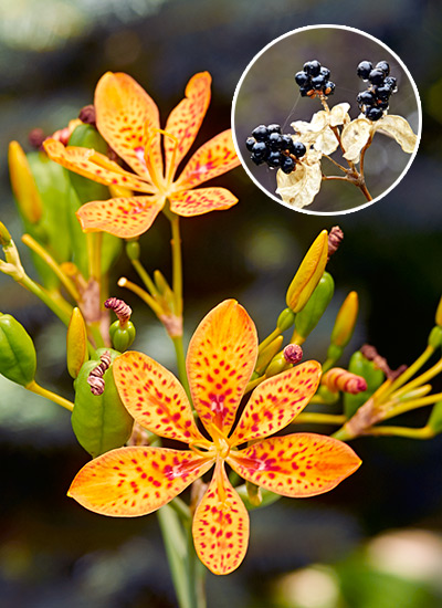 Blackberry lily (Iris domestica)