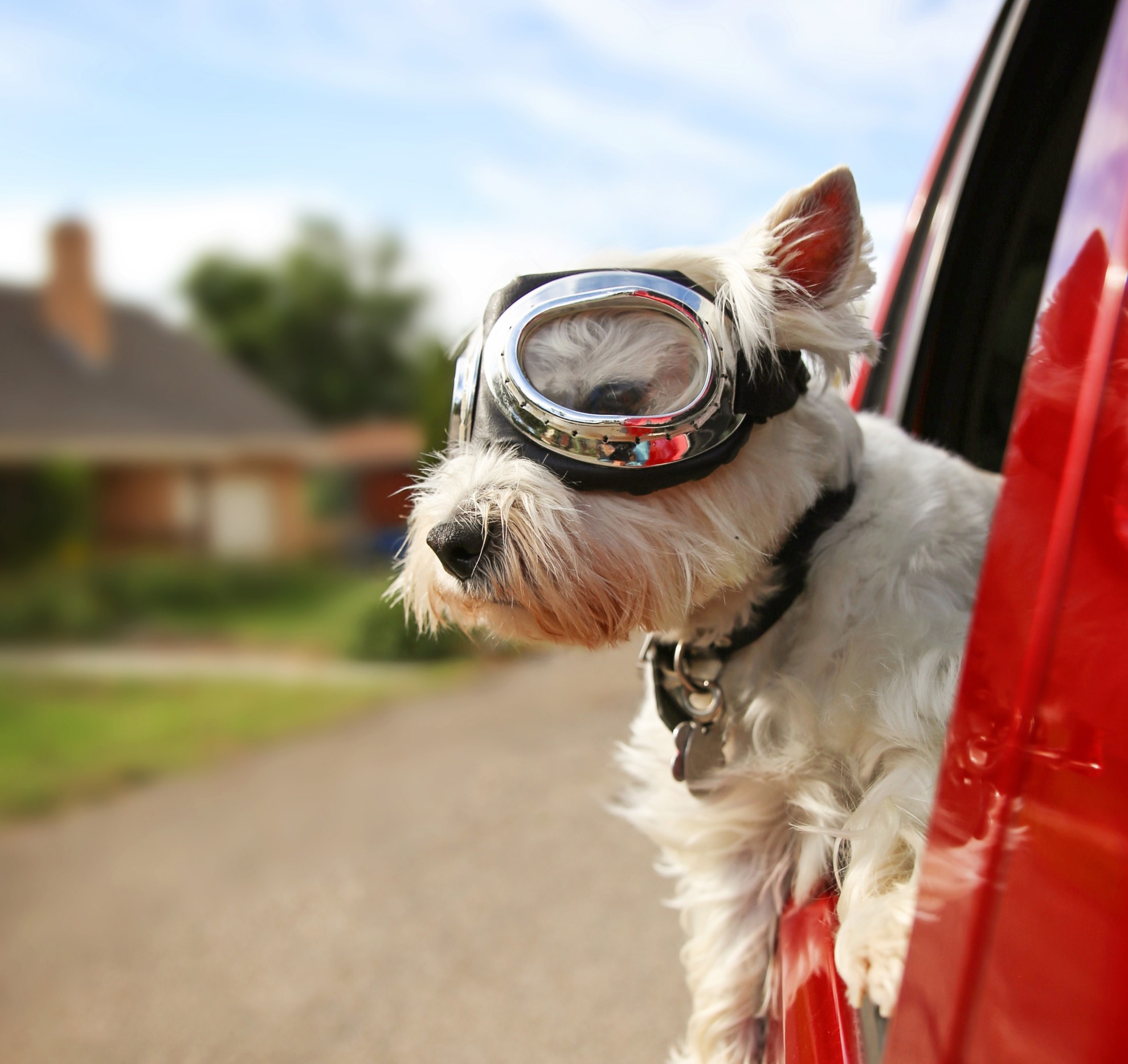 Dog with goggles leaning out of car window