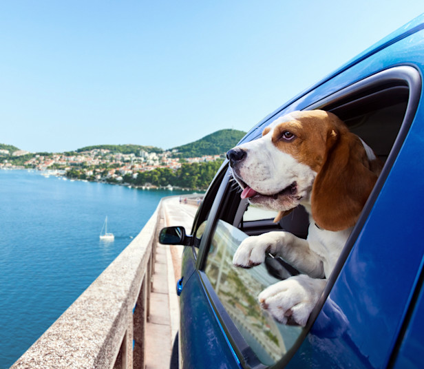 Pet Friendly Ferries to France & Spain Brittany Ferries