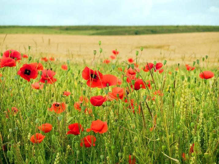 D Day Memorial | D Day Memorial France | Brittany Ferries