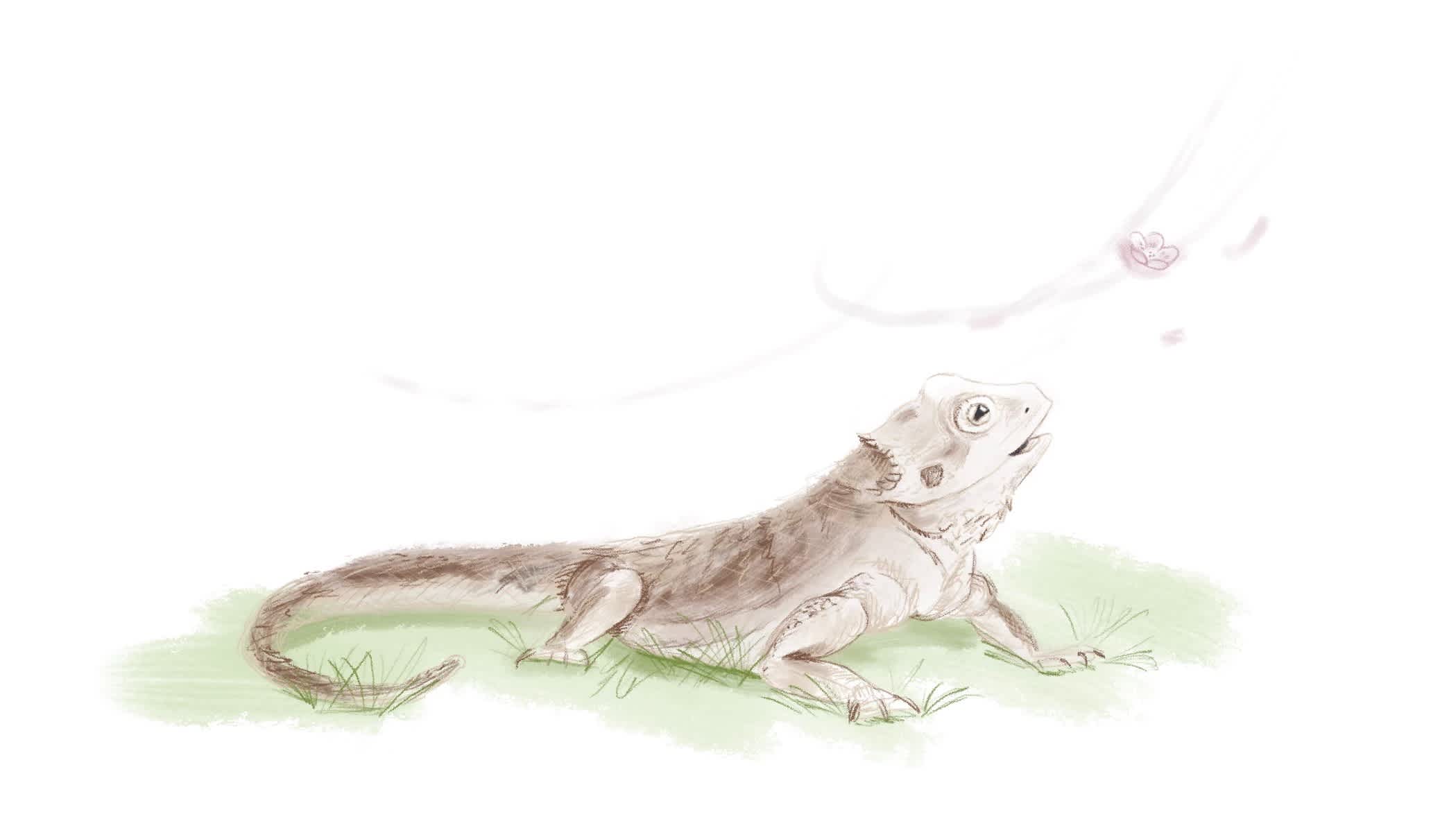 Bearded dragon happily watching cherry blossom floating