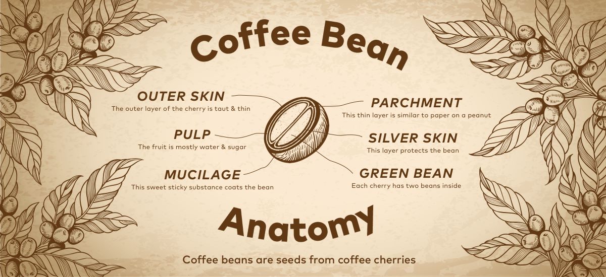 Where Our Coffee Comes From