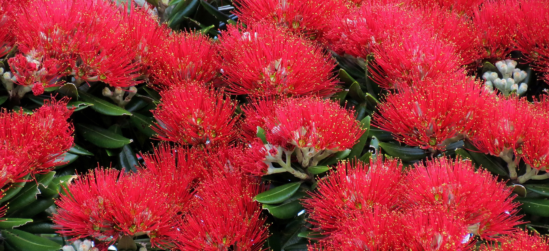 Closeup of pohutukawa flowers.