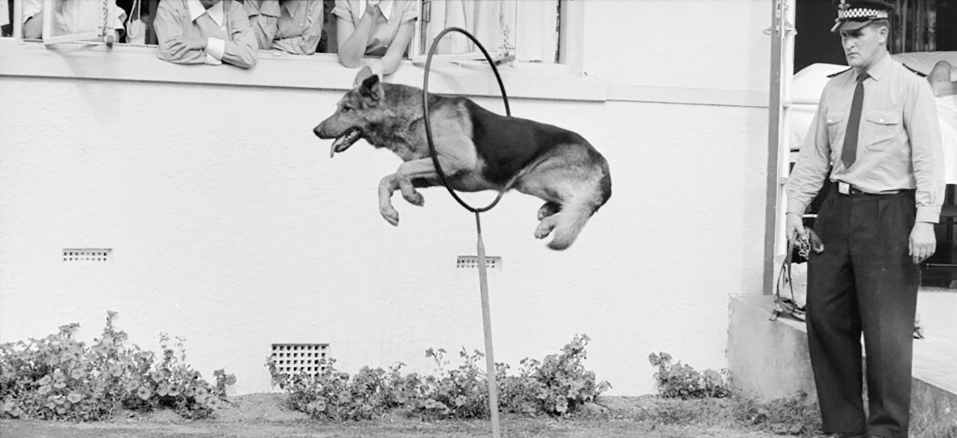 A German Shepherd leaps through a circular hoop held on a stand during an outdoor demonstration, with people watching from a nearby window and a uniformed officer standing to the side.
