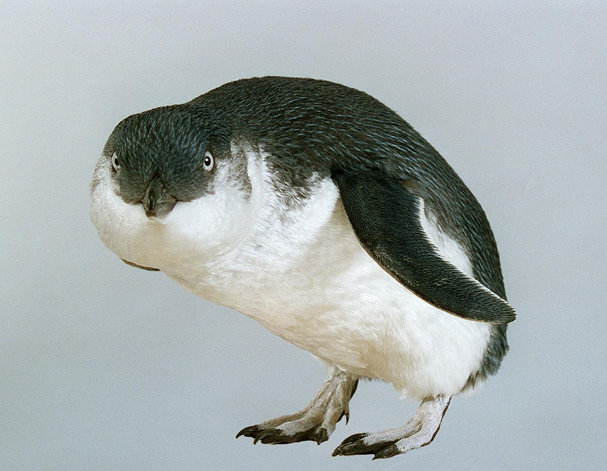 A penguin.