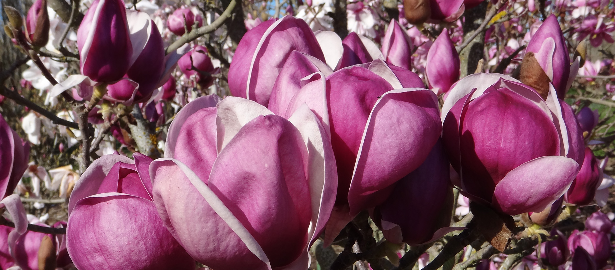 Close up of Magnolia Roslyn flowers