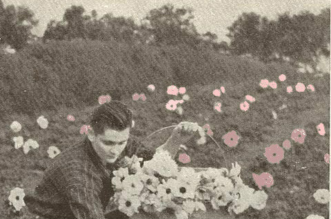 Cropped photo of a man picking flowers with coloured pink flowers in the background