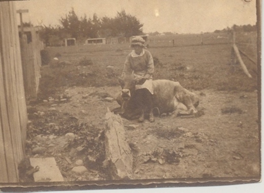 A black and white photo of a woman sitting on a cow. A black and white photo of a woman sitting on a cow.