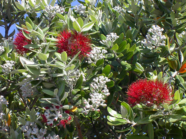 Close up of pohutukawa flowers.