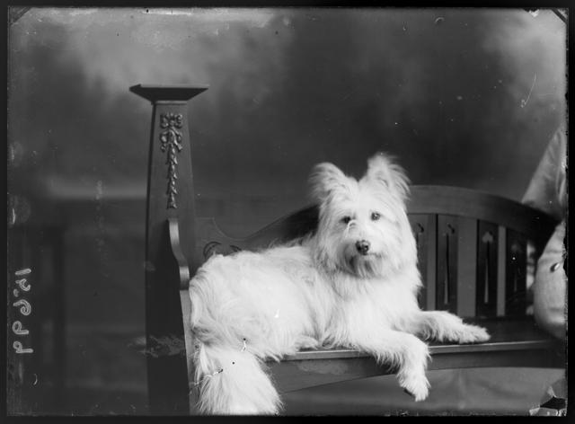 A white dog lying on a wooden bench.
