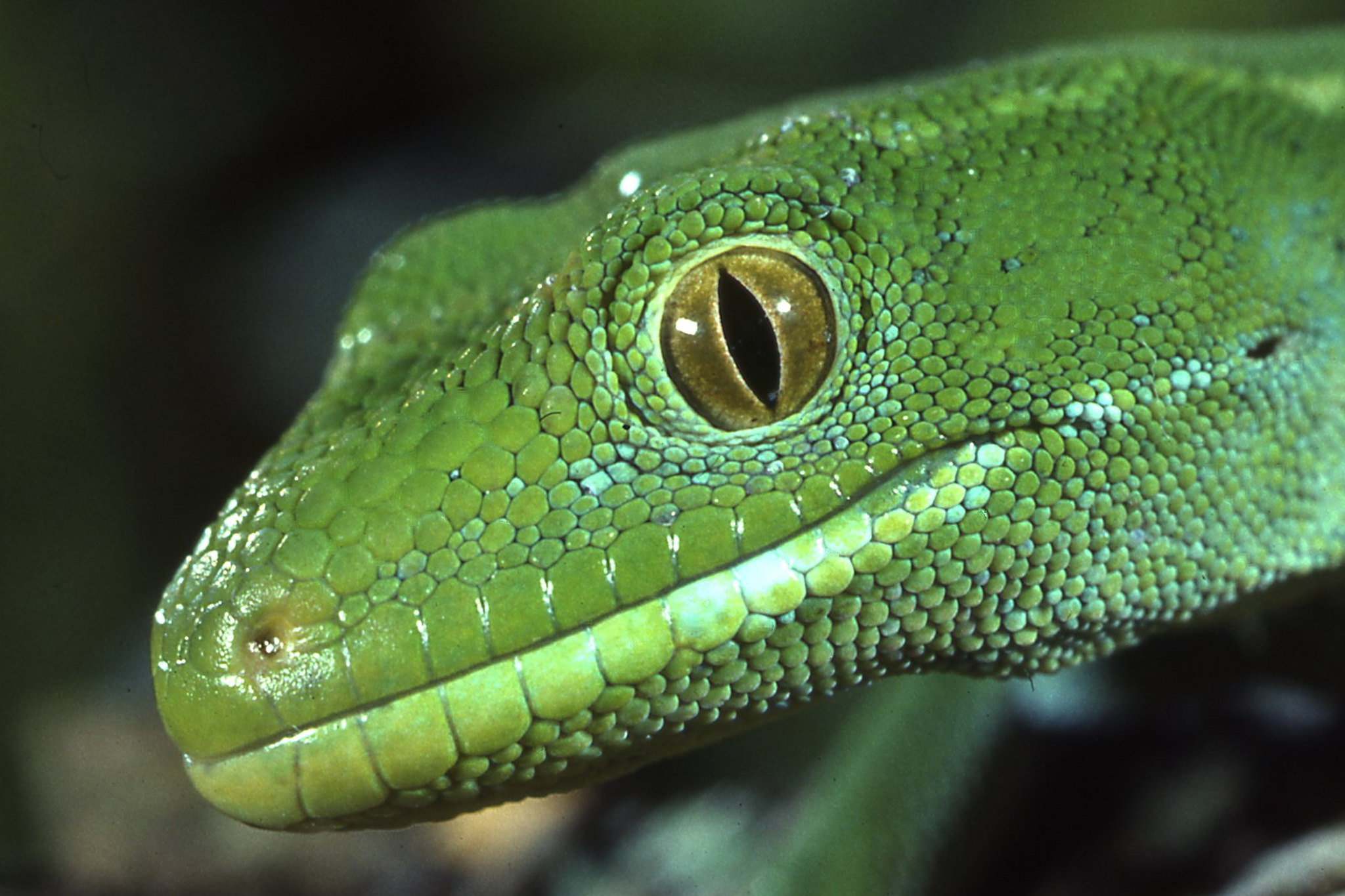 Close up of Green Gecko (Naultinus Elegans)
