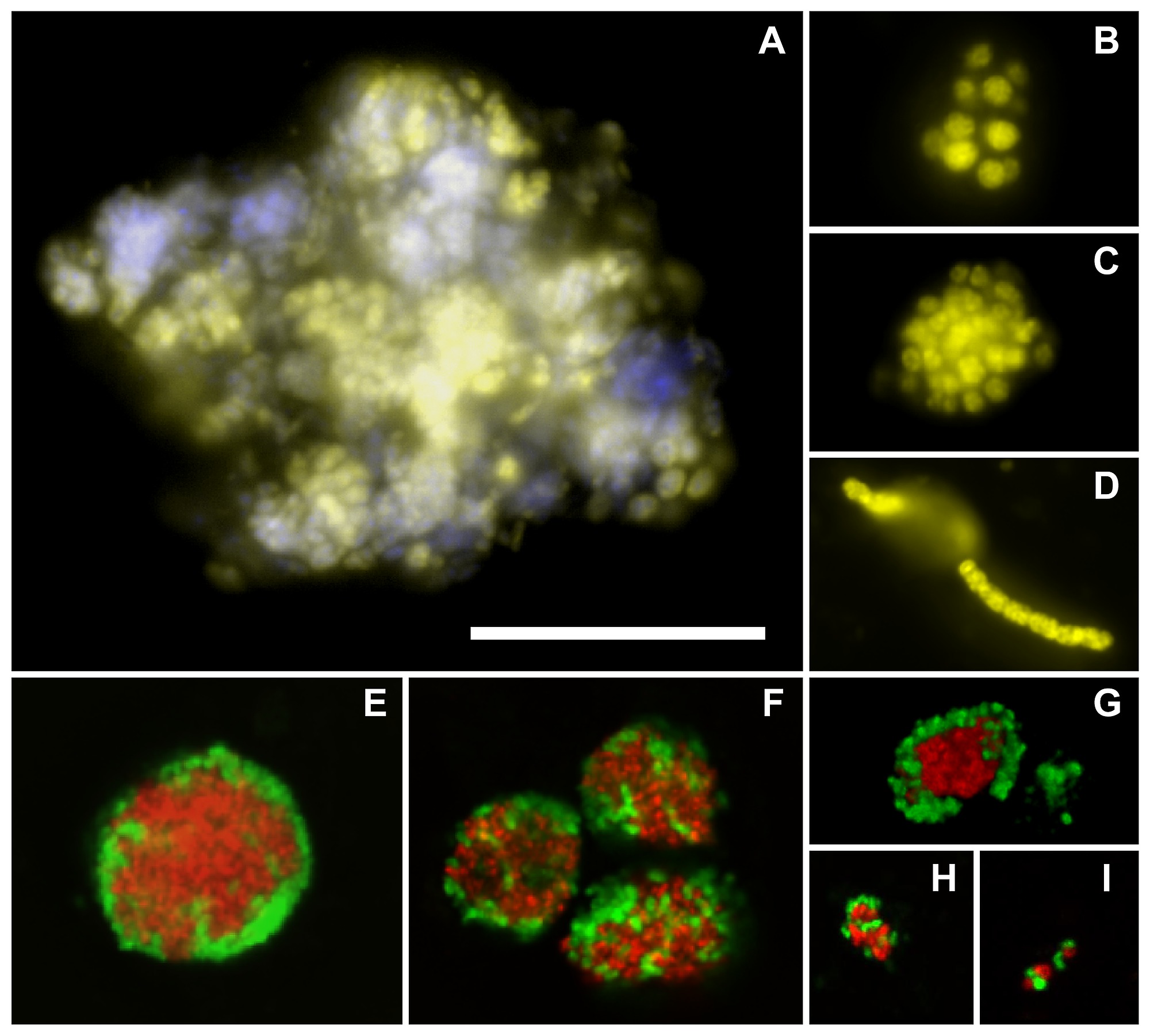 Images of organisms labelled A to I.