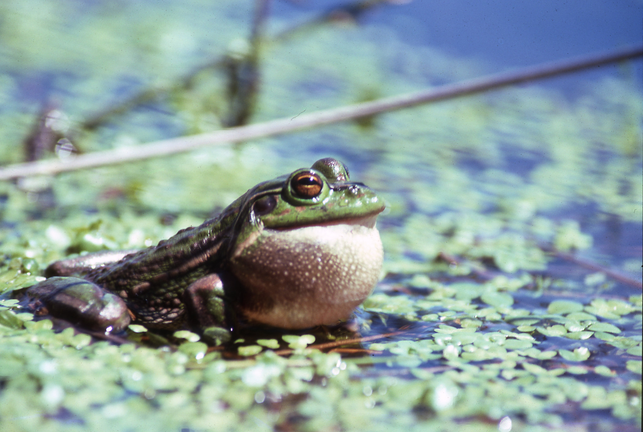 Australian golden bell frog Australian golden bell frog