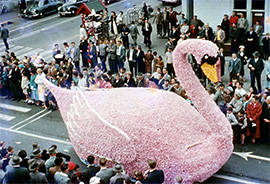 A pale pink swan parade float travelling through a crowded street.