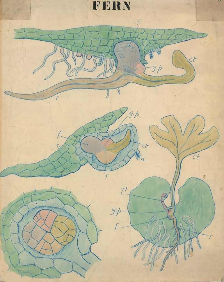 A vintage botanical illustration showing several detailed, labeled drawings of early developmental stages of a fern.