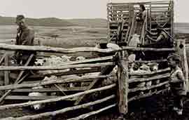 Historic photo of a man and a child herding sheep into a wooden pen with hills in the background.