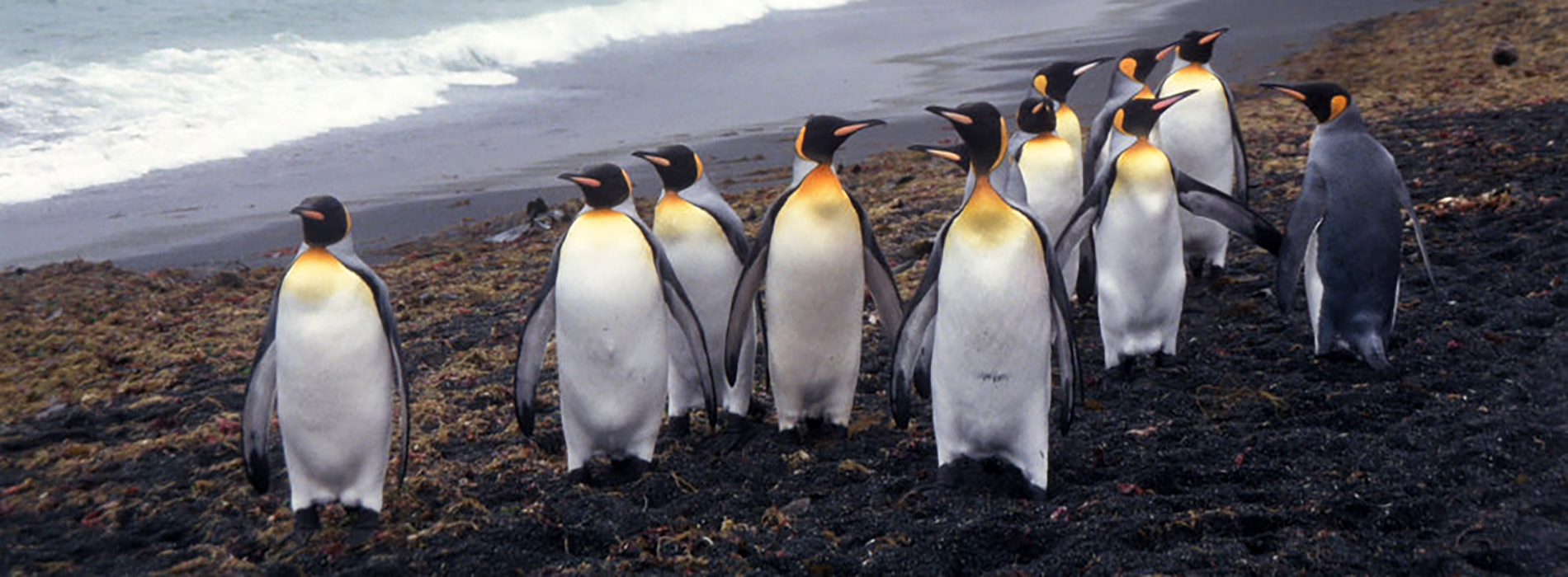 A colony of King penguins.