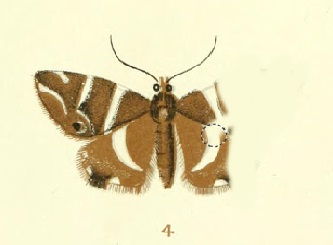 Illustration of a moth with half of one wing rubbed out.