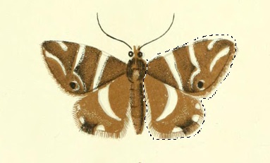 An illustration of a moth with one wing outlined with a dotted line.