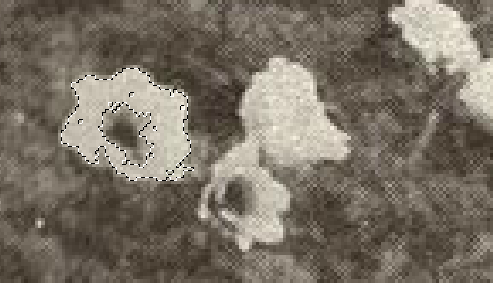 Close up of part of a black and white photo with a flower selected